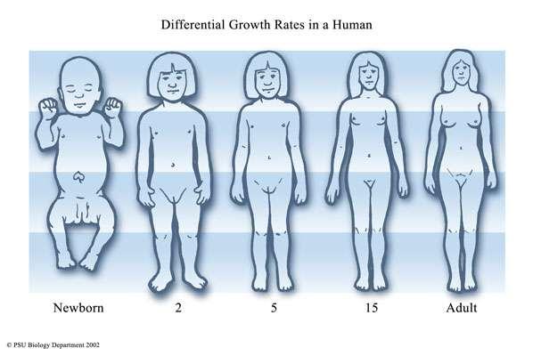 Allometric Growth At birth the head is about 25% of the body's length, but at maturity it