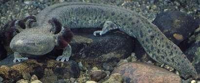 Paedomorphy The mudpuppy is paedomorphic with respect to other