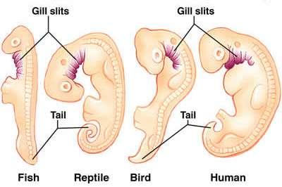 Comparative embryology There is an obvious similarity between embryos of fish, amphibians, reptiles, birds and mammals.
