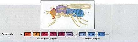 Hox genes in Drosophila In the diagram below, you can see an array of 9 genes in the fly, from the orange labial (lab) gene on the left, or 3 end of the DNA, to the blue Abdominal-B (Abd-B) gene on