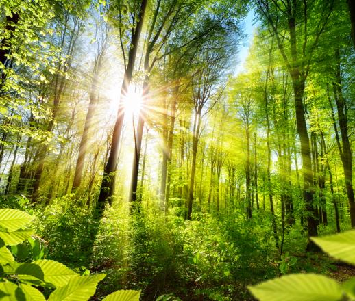 Organism Interactions in Ecosystems A Closer Look at Limiting Factors Light: Plants need light to help them make food through the process of photosynthesis. Some plants need more light than others.