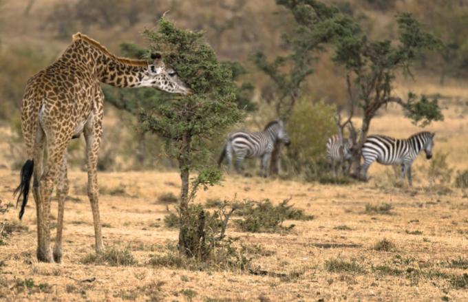 Sometimes two species in the same ecosystem occupy the same niche. Let s take a look at a specific example. Giraffes are browsers and live in an area called the African Savanna.