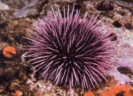 Strongylocentrotus (sea urchin)