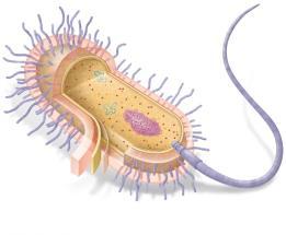 8.2 Opening Questions: What do you know about prokaryotes?