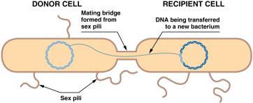 5 Dead bacteria can release DNA into the environment. In transformation, pieces of DNA may be taken up by other bacteria and integrated. 8.