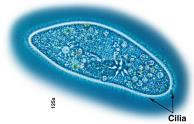 The term protist is used to describe all eukaryotes that do not