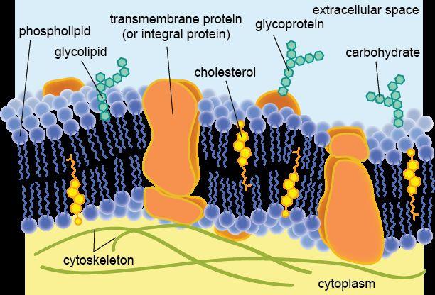 Cell membranes Lipid by-layer, with water loving