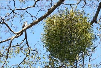 Mistletoe can grow on oak trees and extract water and nutrients at the