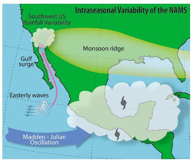 Intraseasonal variability Helps convection organize and intensify Includes: (Moloney et al.