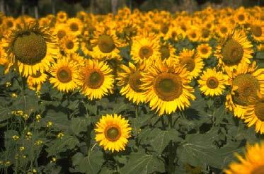 What is a sunflower?