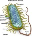 nucleus) Bacteria