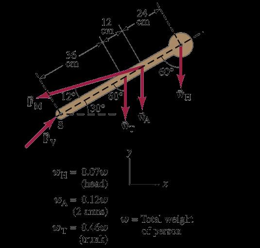 Forces on your back (cont d) This figure is a simplified schematic drawing showing the forces on the upper body We assume the trunk makes an angle of 30º with the horizontal The force exerted by the