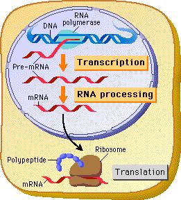The Central Dogma DNA RNA Protein Transcription &