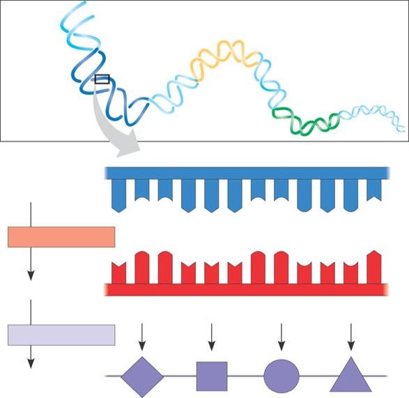 The Genetic Code DNA molecule Gene 1 Gene 2 Gene 3 DNA strand (template) 3ʹ A C C A A A C C G A G T