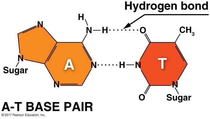 The hydrogen bonds within base pairs hold the two strands of the double helix together.