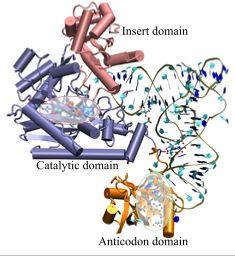 1 INTRODUCTION 5 Figure 2: A snapshot of AspRS-tRNA aspartyl-adenylate complex (from E. Coli) in the active form.
