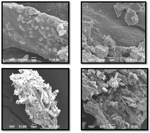 SEM ANALYSIS : Scanning electron microscopy provides the morphology and size of the AgNPs.