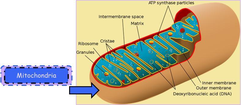 Mitochondria are the organelles inside the cell that make energy. This is the site of cellular respiration.