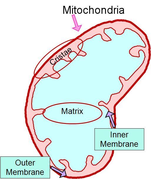 The mitochondria have two membranes, an inner membrane and an outer membrane. This allows it to perform different functions.