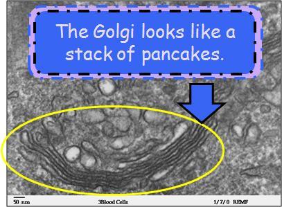 The Golgi apparatus, sometimes called the Golgi complex, is the processing center of the cell. It is unique in that it has a polarized organization.