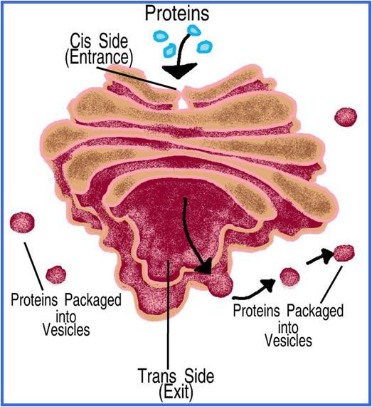 Proteins from the endoplasmic reticulum will enter the Golgi on the cis side and exit after processing on the trans side.