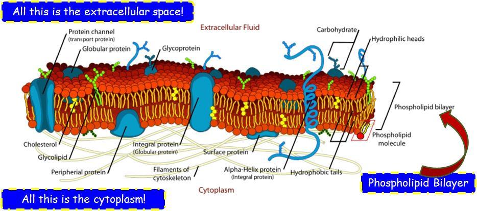 The plasma membrane is what separates the inside of the cell (intracellular) from the outside (extracellular).