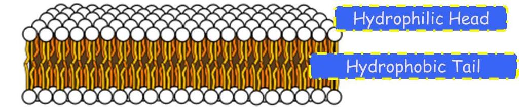 The phospholipid bilayer is one of the most important features of the plasma membrane. It separates the outside of the cell from the inside.