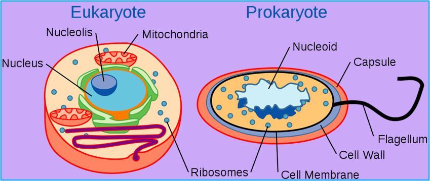A cell is a small organized structure that is capable of performing the metabolic activity necessary to keep an organism alive. It is a unique self contained environment.