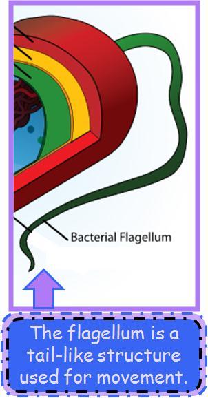 The flagellum is a unique structure that is used for movement/motility.