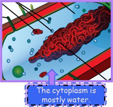 The cellular envelope is the outer covering of the cell.