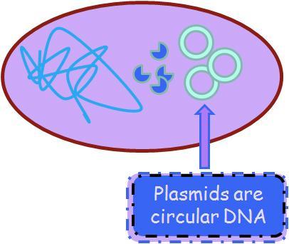 They contain genetic material and can replicate themselves and pass their genetics on to other cells that have plasmids.