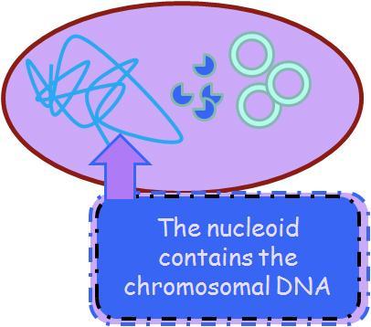 In addition, prokaryotes do not really have chromosomes but the term is used to differentiate between plasmid DNA and DNA within the nucleoid.