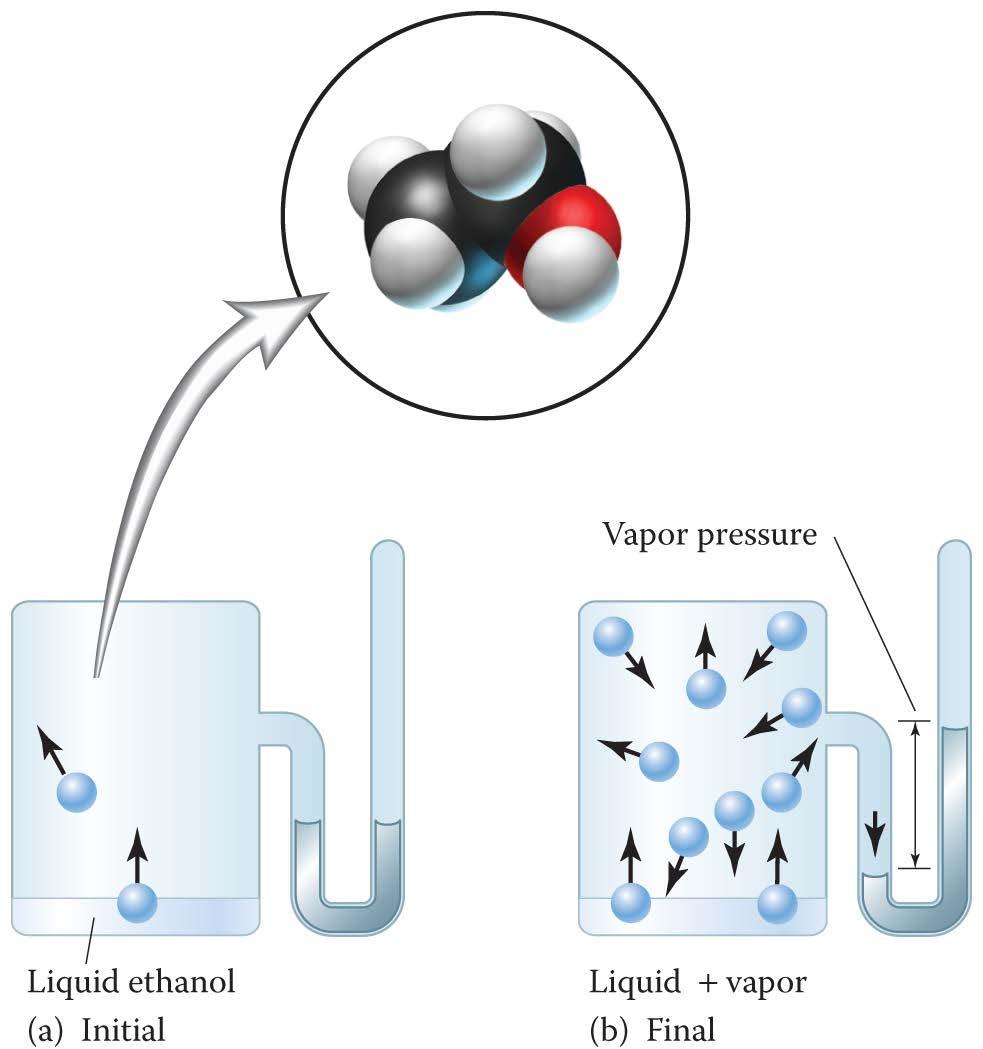 The Vapor Pressure Concept Vapor pressure is the pressure exerted by the gaseous vapor above a liquid