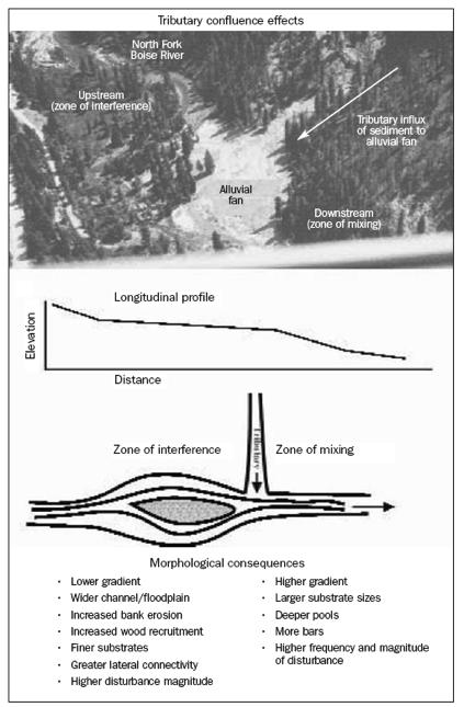 Effects of disturbance (sediment inputs) in a tributary watershed on mainstem river floodplain lower upstream channel, meandering upstream; steeper gradient downstream deposition of woody debris and