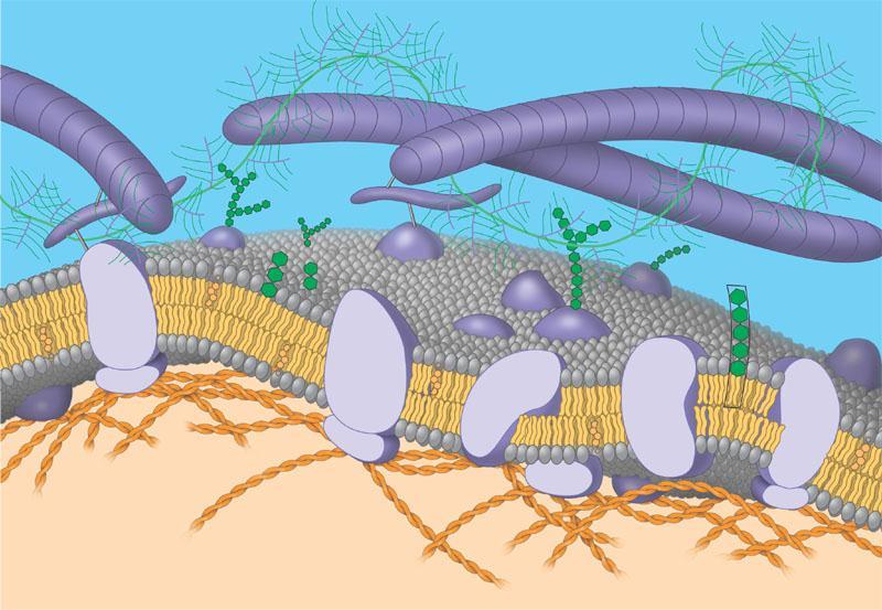 12) How is the fluidity of cell membrane s maintained?