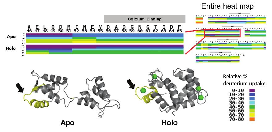 For example, the highlighted box on the left panel in Figure 9 indicated 3% deuterium uptake for apo calmodulin whereas the same peptide region in holo form only showed % deuterium uptake at 10