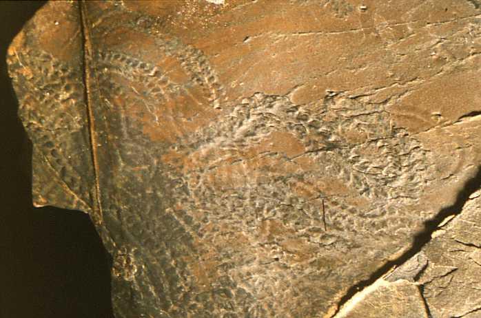 Trace Fossils Provide evidence of