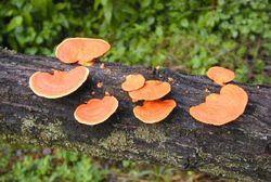 3. Phylum Basidiomycota (Club Fungi= Basidium) Examples: mushrooms, bracket fungi, puffballs, plant rusts
