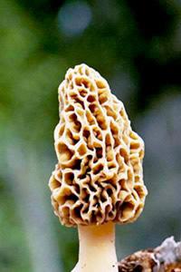 Morels = in PA (sponge mushrooms)