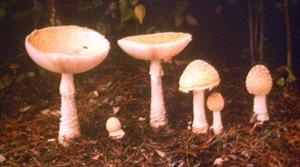 Importance of Fungi Most are inedible very
