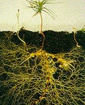 Importance Of Fungi Mycorrhizae Mutualistic relationship between a fungi and tree roots Hyphae of fungi provide tree with phosphorus