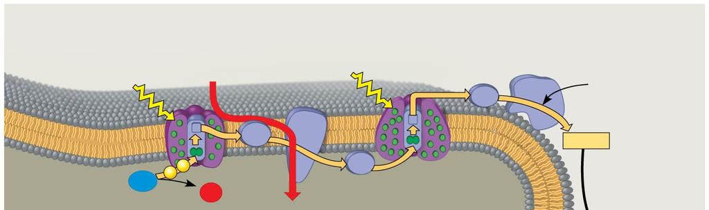 17 Mitochondrion Chloroplast In mitochondria, protons are pumped to the intermembrane space and drive synthesis as they diffuse back into the mitochondrial matrix In chloroplasts, protons are pumped