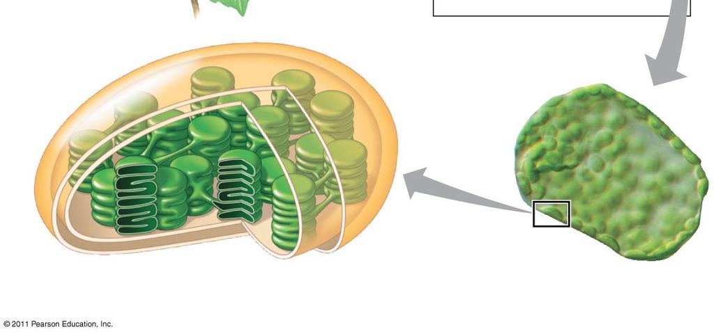 chloroplasts 9 10 Chloroplast Structure Figure 10.