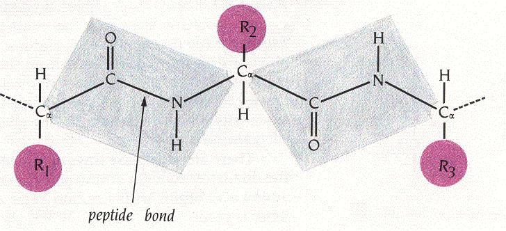 Planarity of the peptide bond Psi