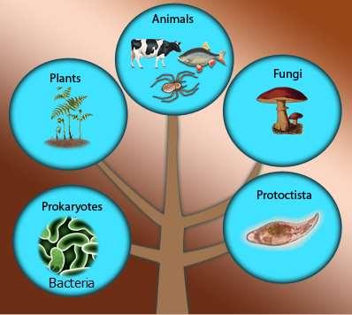 classified all organisms into five kingdoms: