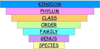 The hierarchy of biological