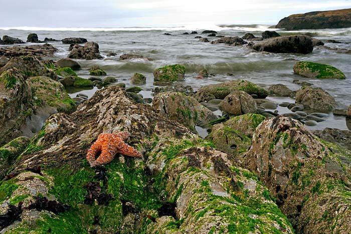 Beach access is a short hike from our cars and provides photographic opportunities of the sea stacks, tide pools and rocky shorelines that are common here on the Washington Coast.