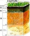 Soil Horizons Image Source: University of Texas, 2002 Layer of Soil Parallel to Surface Properties a function of