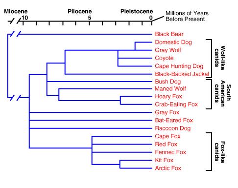 Cladograms This type of diagram reflects the evolutionary relationships of organisms based on the distance from common ancestors.