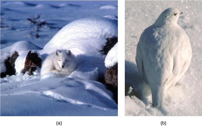 OpenStax-CNX module: m45491 5 Figure 3: The white winter coat of (a) the arctic fox and (b) the ptarmigan's plumage are adaptations to their environments.